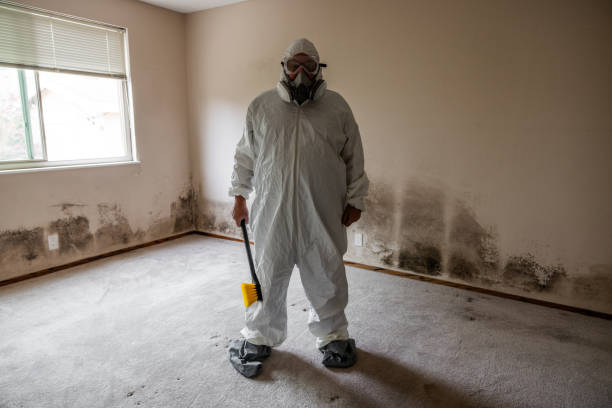 Best Attic Mold Removal  in North Springfield, VA